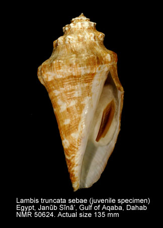 Lambis truncata sebae (2).jpg - Lambis truncata sebae (Kiener,1843)
